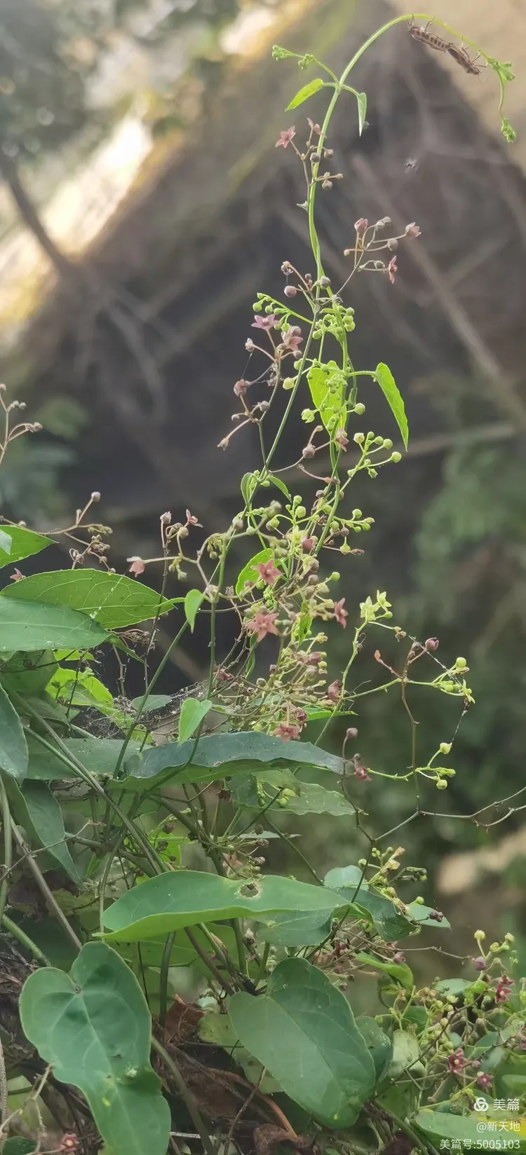 植物观赏 娃儿藤,土名五重瓦,老君须,别名七层楼